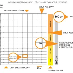 Płot na sarny: Jaka wysokość zapewni 100% ochronę ogrodu?