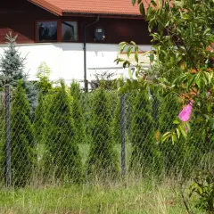 Zielone tuje za siatkowym płotem, z fragmentem domu w tle.