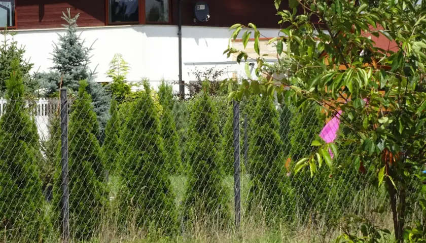 Zielone tuje za siatkowym płotem, z fragmentem domu w tle.